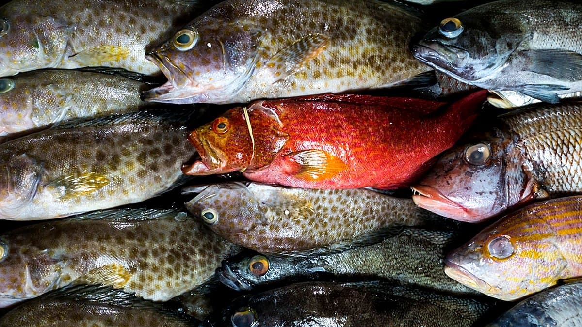 Bandeja de pescado fresco empaquetado en refrigerador de supermercado moderno, junto a otras bandejas de pescado variado