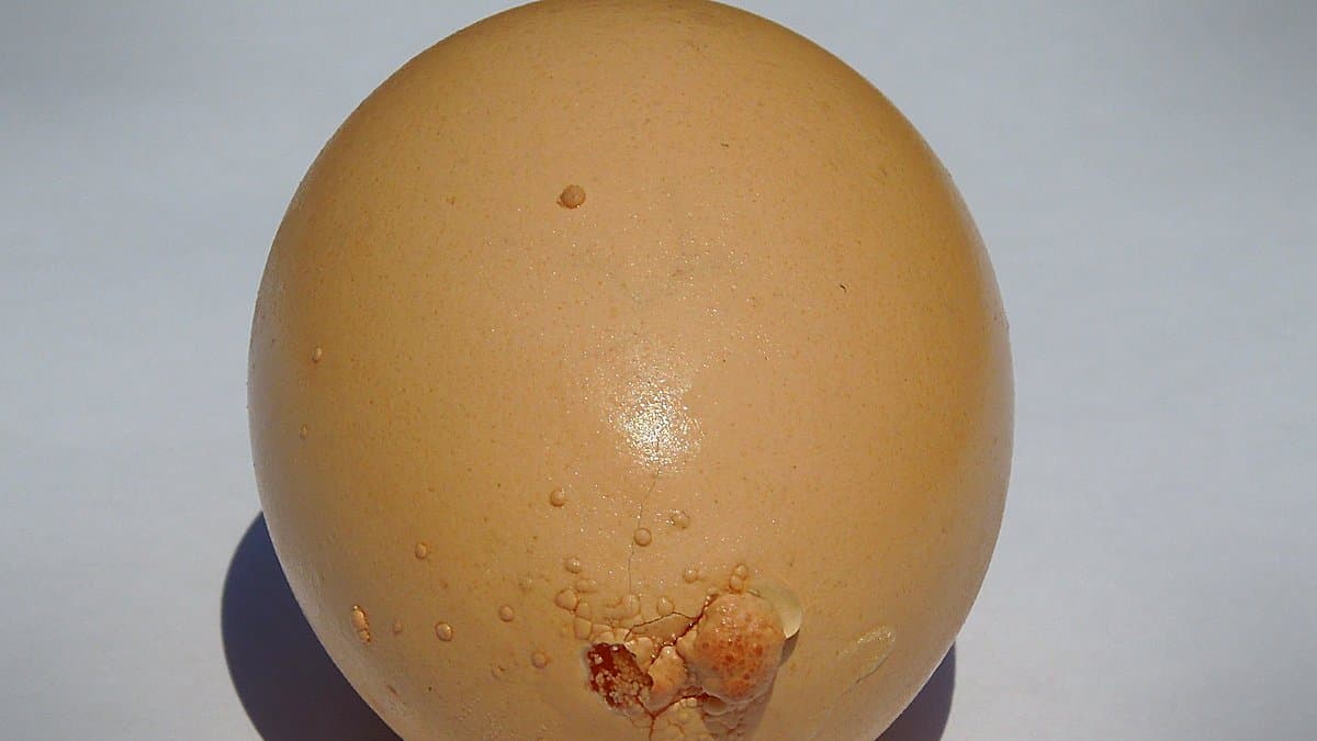 Huevos frescos, filete de carne vacuno y azúcar blanca sobre mostrador de mercado con luz natural