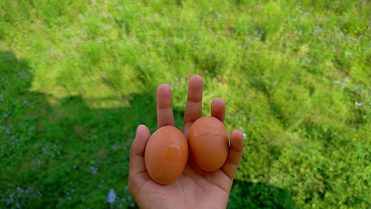 Cajas de huevos de distintos tamaños en lineal de supermercado con raíles de precios, comprador comparando dos cajas, iluminación retail fría, fotoperiodsimo.