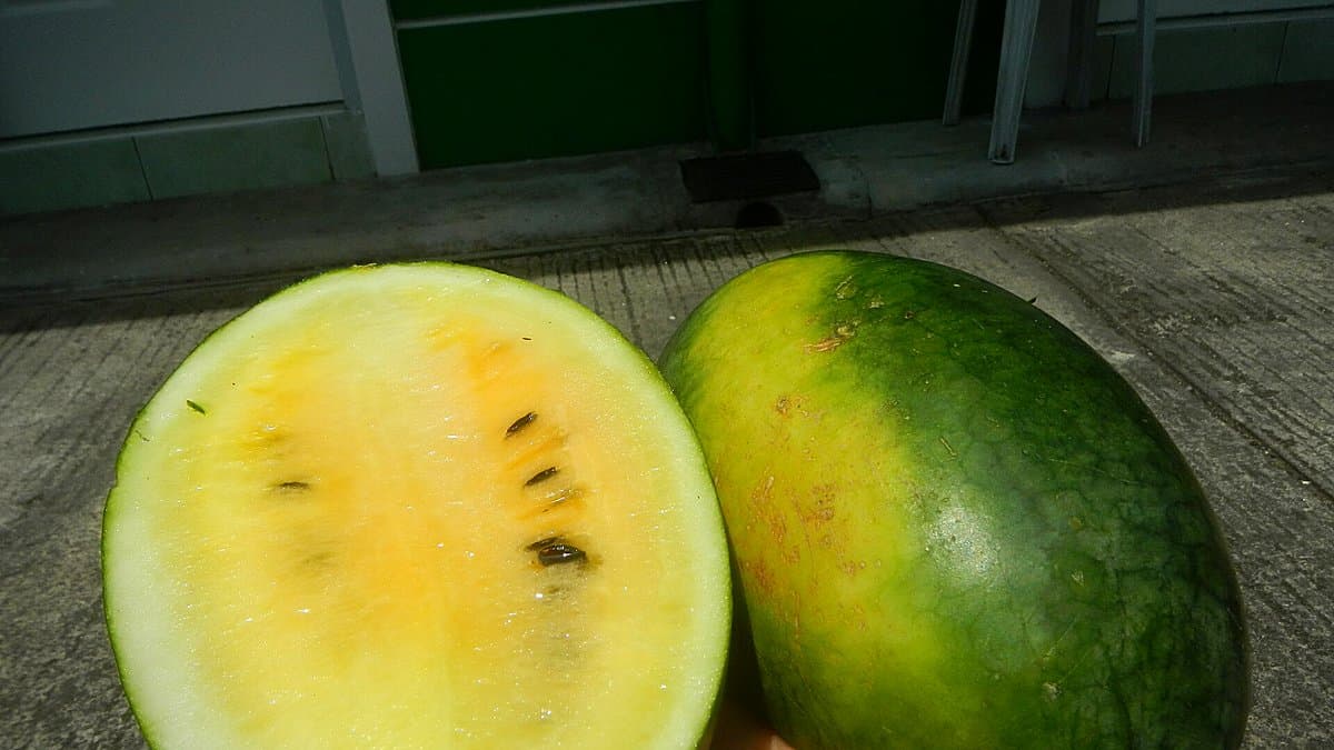 Sandías y melones enteros apilados en el lineal de frutas de un supermercado con iluminación de verano, mano de cliente probando la madurez de un melón.