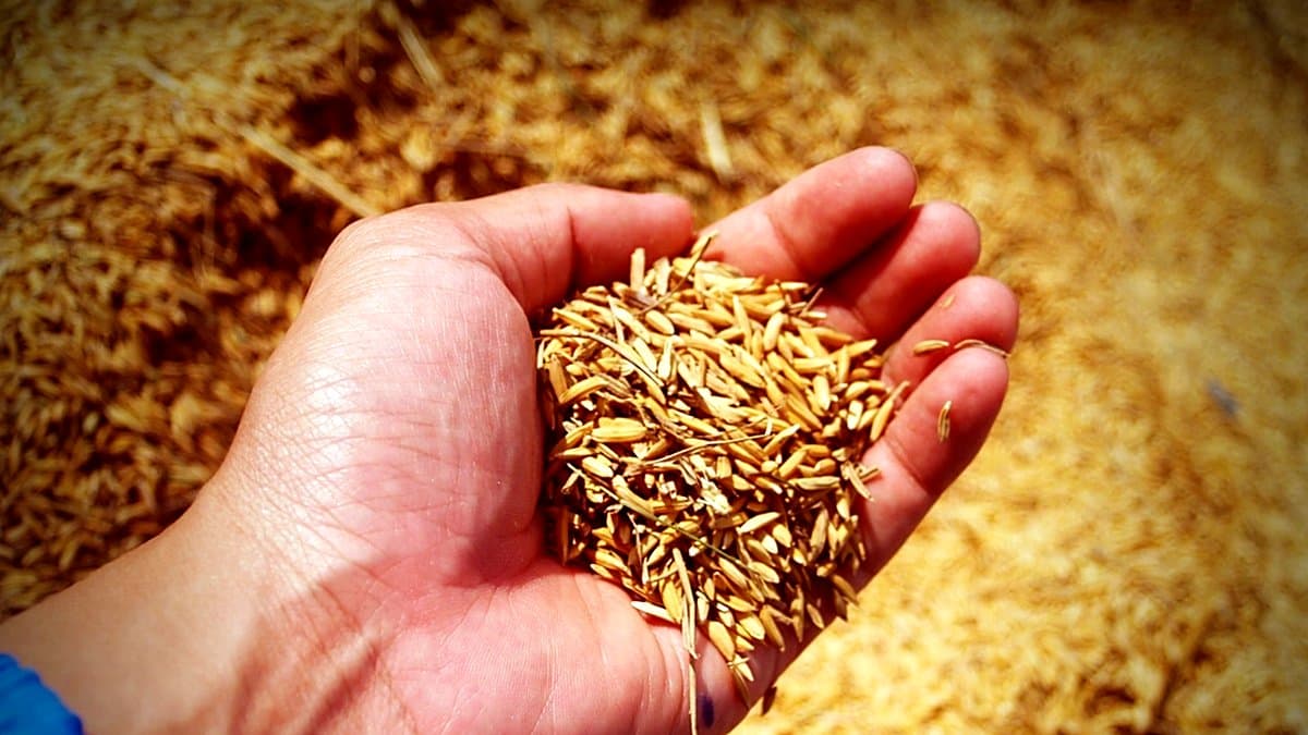 Estantería de supermercado con múltiples paquetes de arroz de distintas marcas y variedades apilados lado a lado, un comprador sosteniendo dos paquetes diferentes para compararlos.
