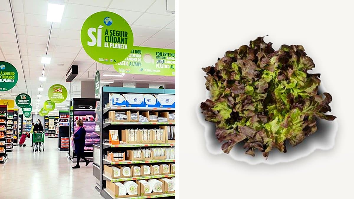 Lechuga hoja de roble fresca en la sección de productos frescos de Mercadona, con etiqueta de precio visible