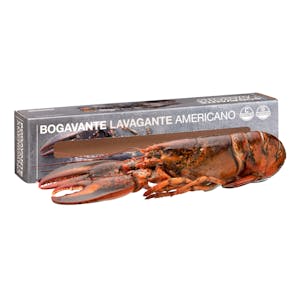 Bogavante americano mediano crudo