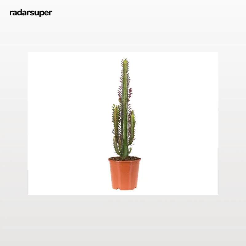 Cactus XL
