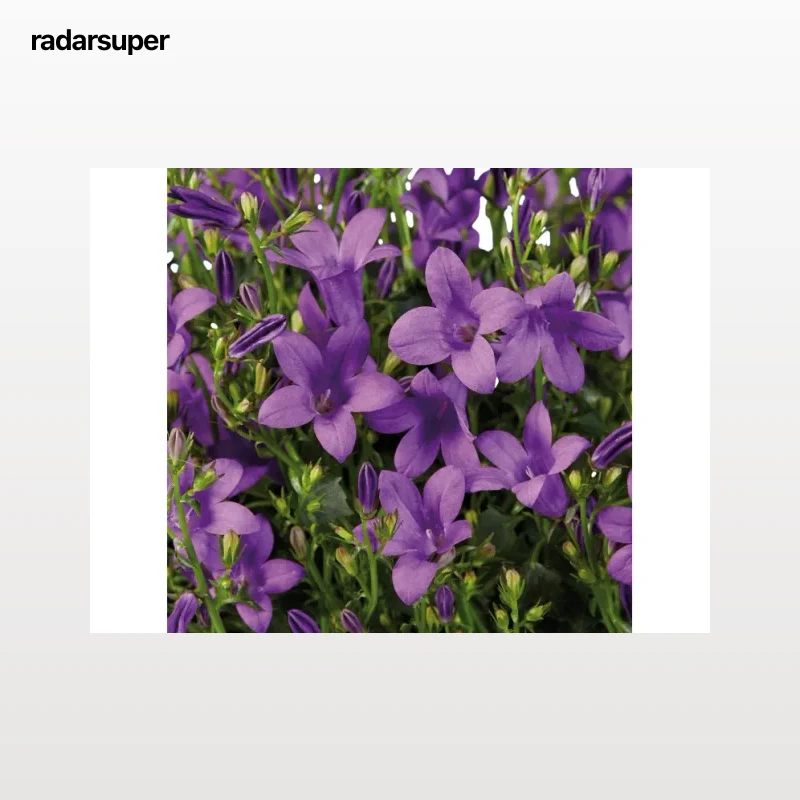 Campanula