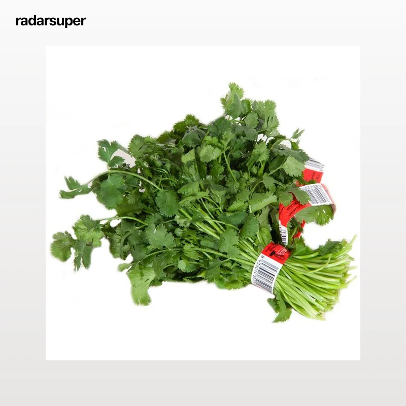 Cilantro manojo