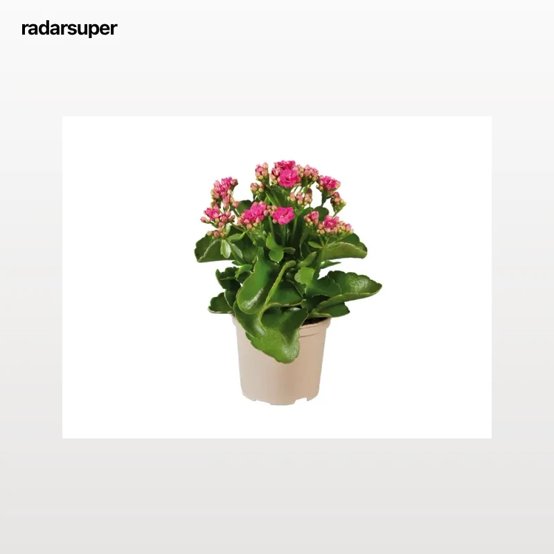 Kalanchoe