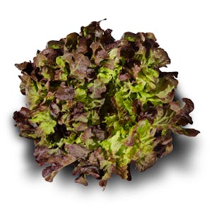 Lechuga hoja roble