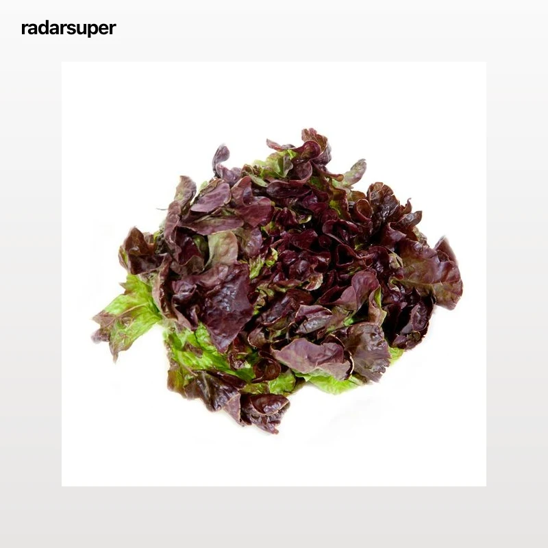 Lechuga hoja de roble roja 1 ud.
