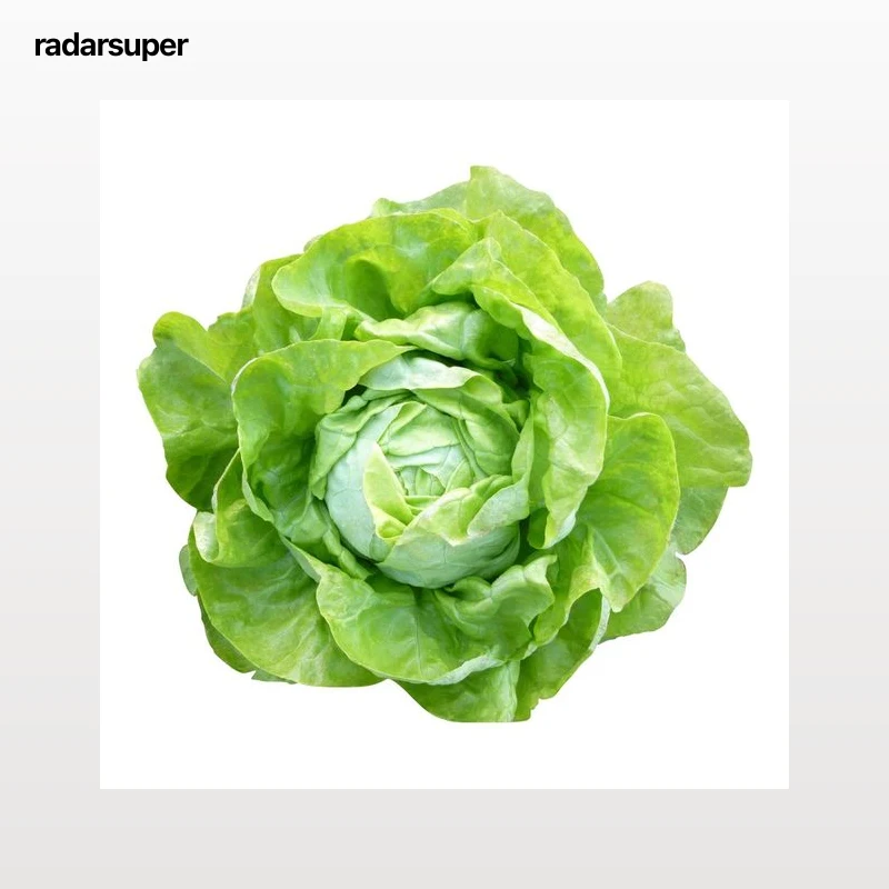 Lechuga trocadero 1 Unidad