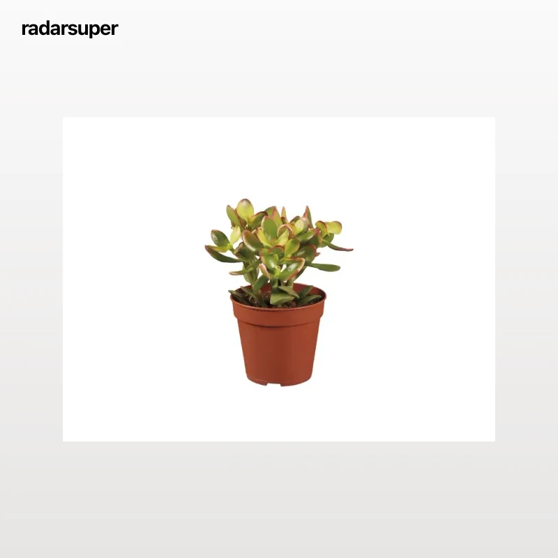 Mini cactus y suculentas