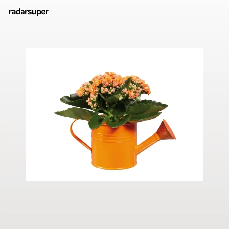 Mini kalanchoe
