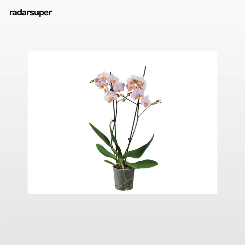 Orquídea