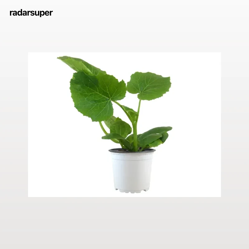 Planta hortícola