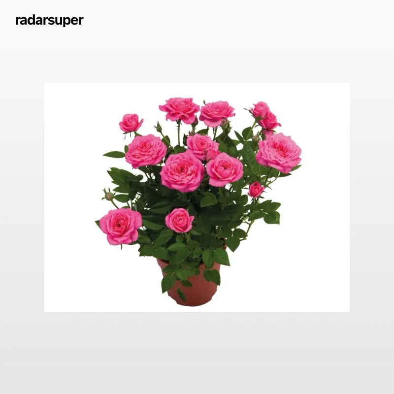 Rosal