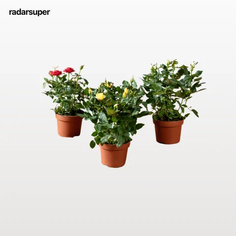 Rosier, prix mini