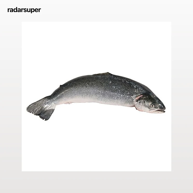 Salmón entero mediano