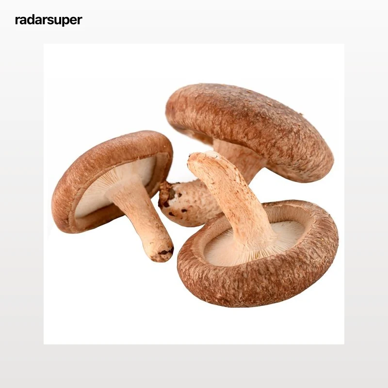 Seta Lentinula Edodes Shiitake