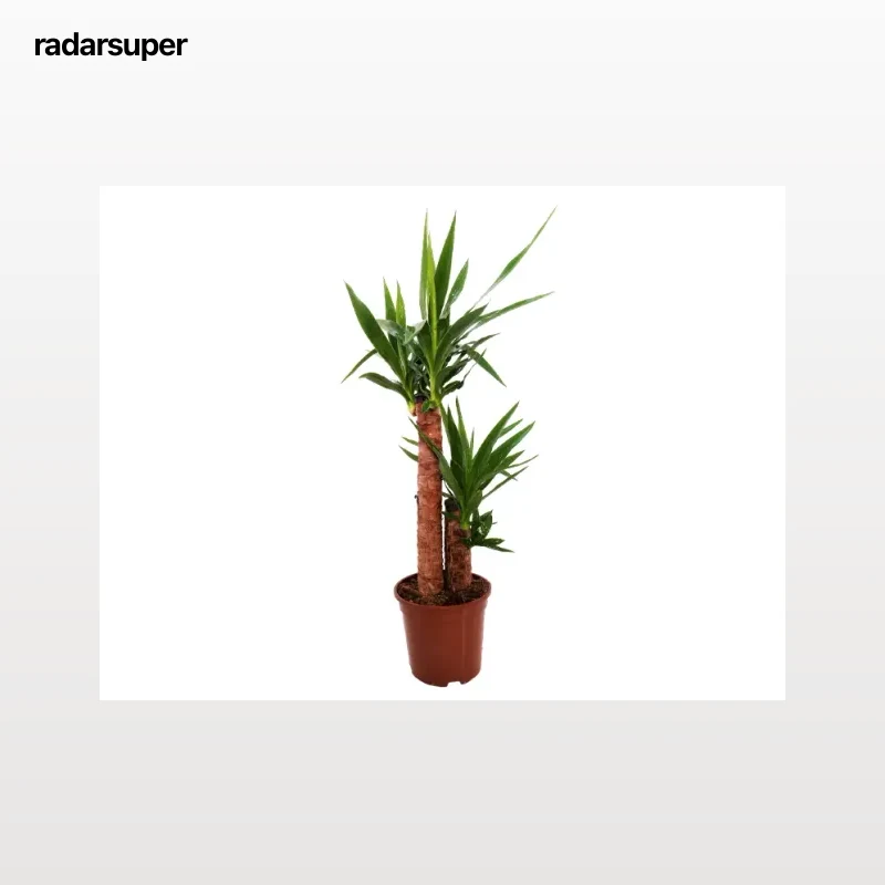 Yucca